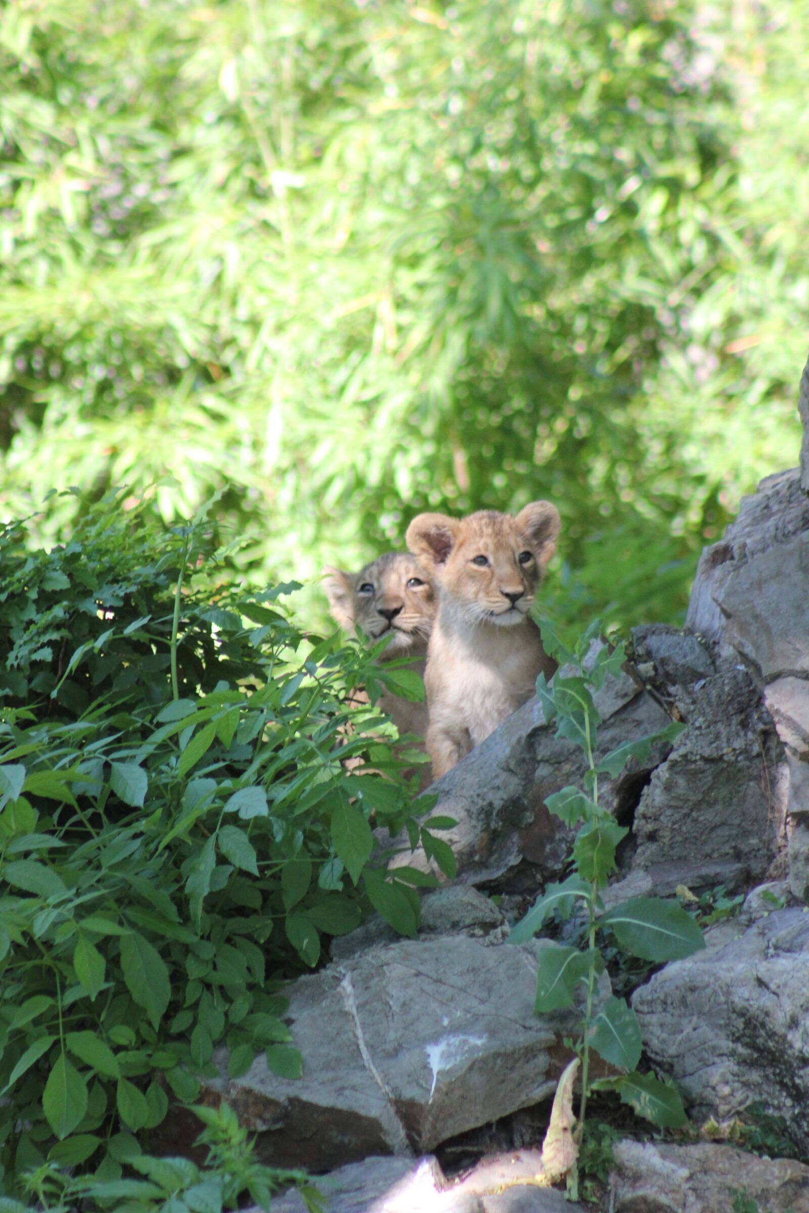 Canon EOS 550D (EOS Rebel T2i / EOS Kiss X4) sample photo. Lion, young, animal photography
