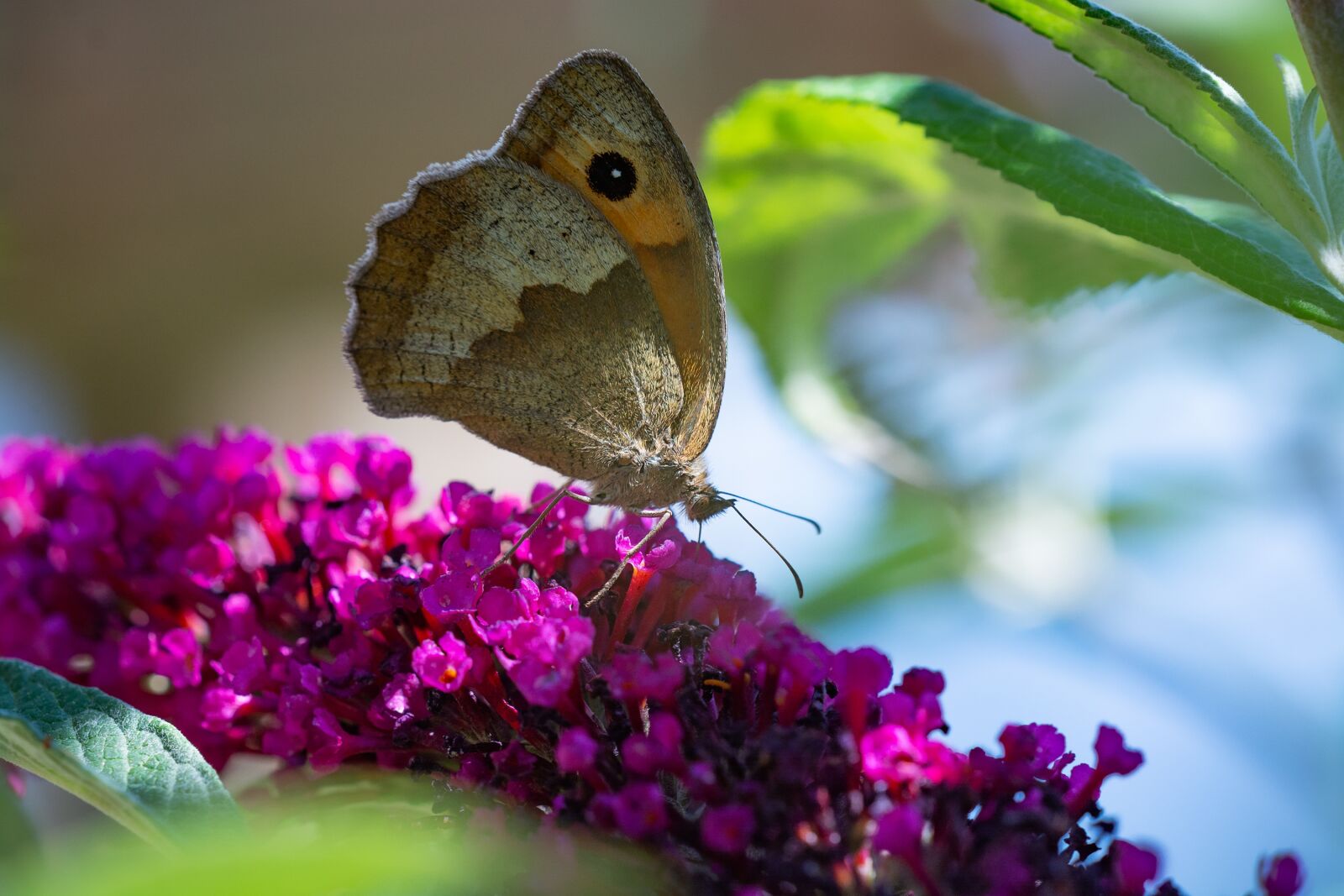 Nikon D7100 sample photo. Butterfly, summer, nature photography