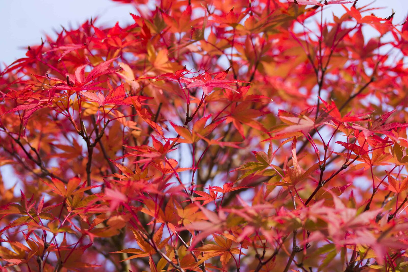 Canon EOS 1100D (EOS Rebel T3 / EOS Kiss X50) sample photo. Nature, flora, leaf, plant photography