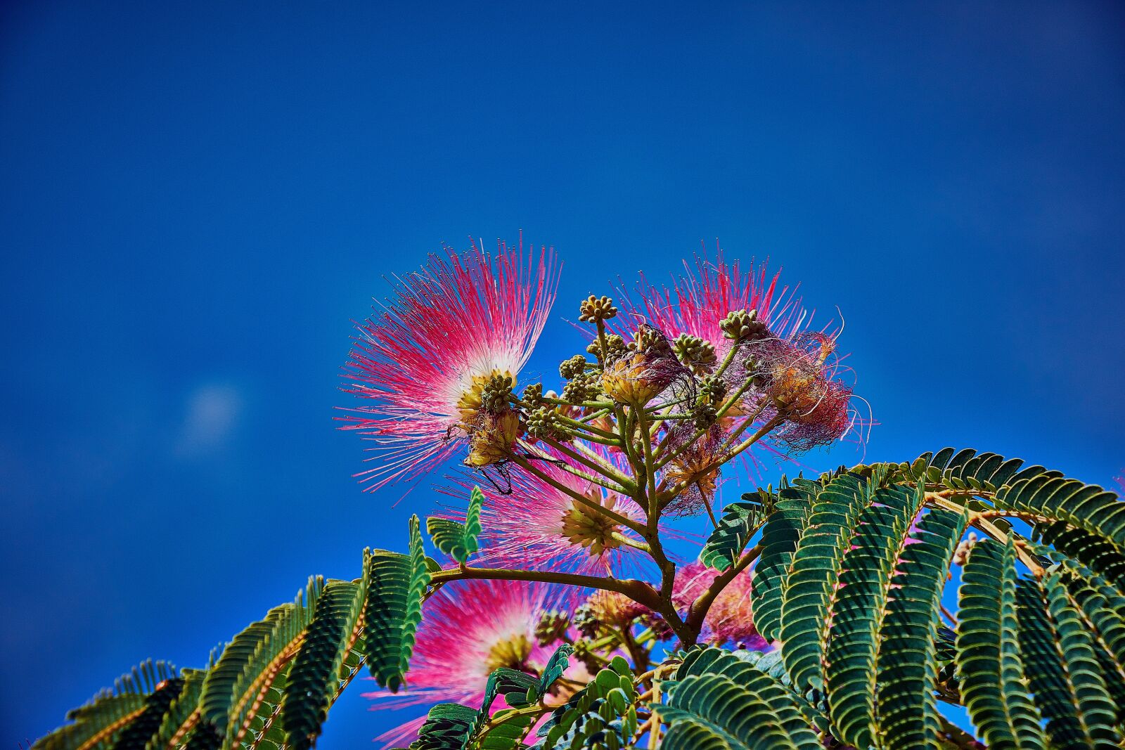 Nikon D7200 sample photo. Flower, color, plant photography