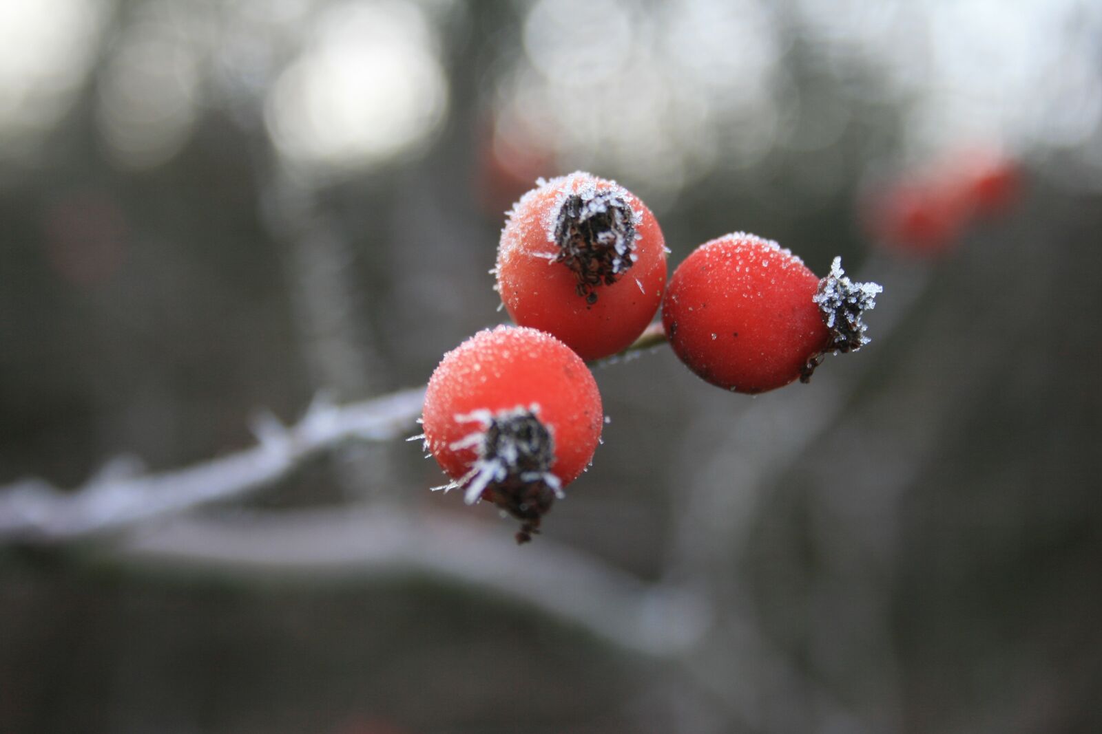 Canon EOS 400D (EOS Digital Rebel XTi / EOS Kiss Digital X) sample photo. Branch, rose hip, frost photography