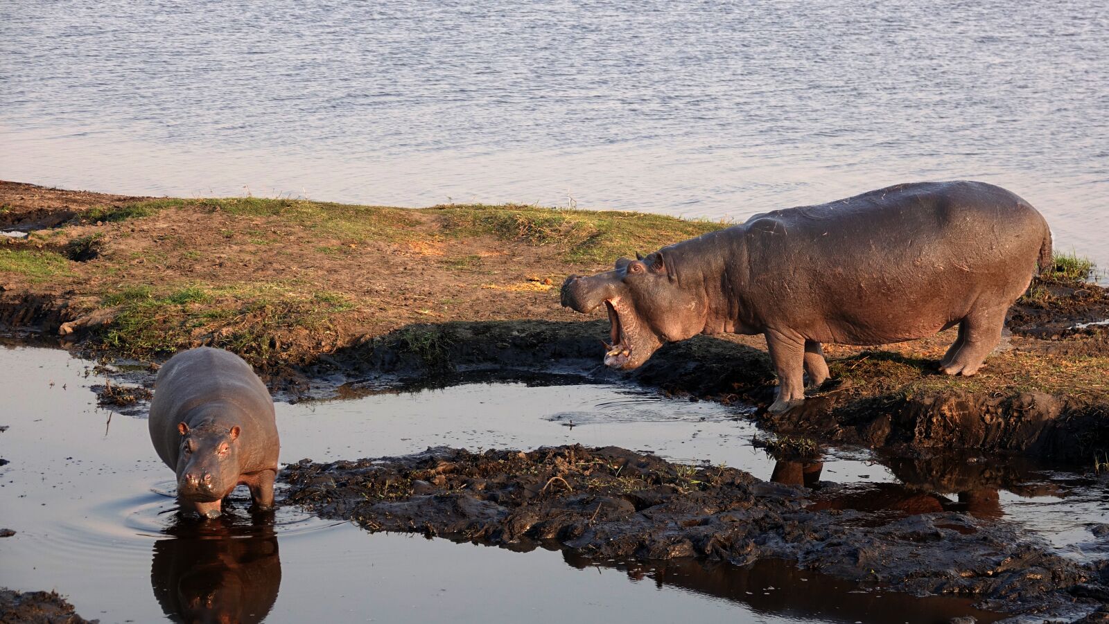 Sony Cyber-shot DSC-RX10 III sample photo. Botswana, hippos, hopo photography