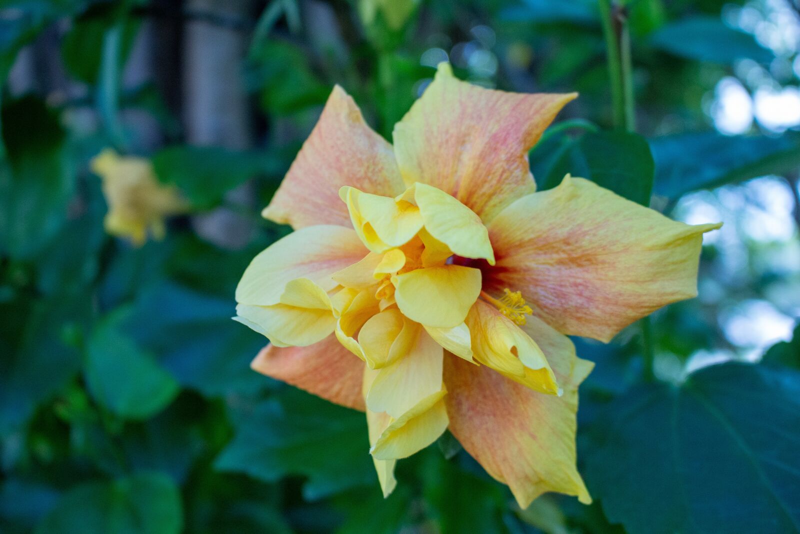 Canon EOS 700D (EOS Rebel T5i / EOS Kiss X7i) sample photo. Flower, yellow, nature photography