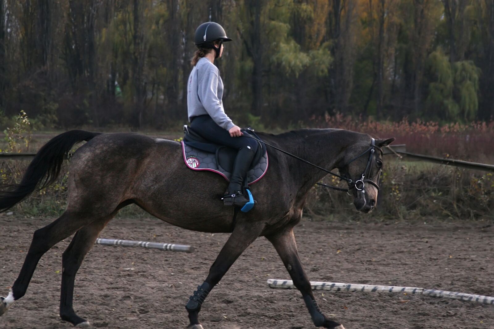 Canon EOS 30D sample photo. Training, horse riding, horse photography