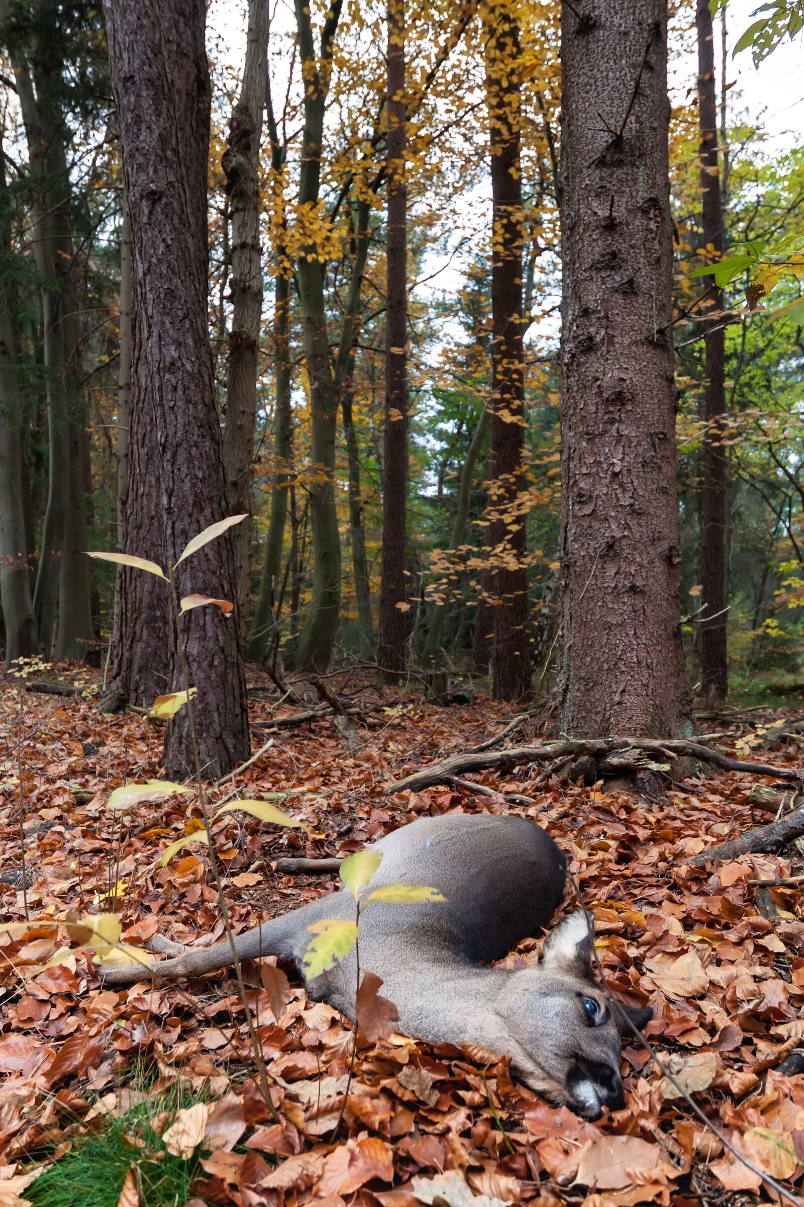 Nikon D90 sample photo. Dead, roe deer, forest photography