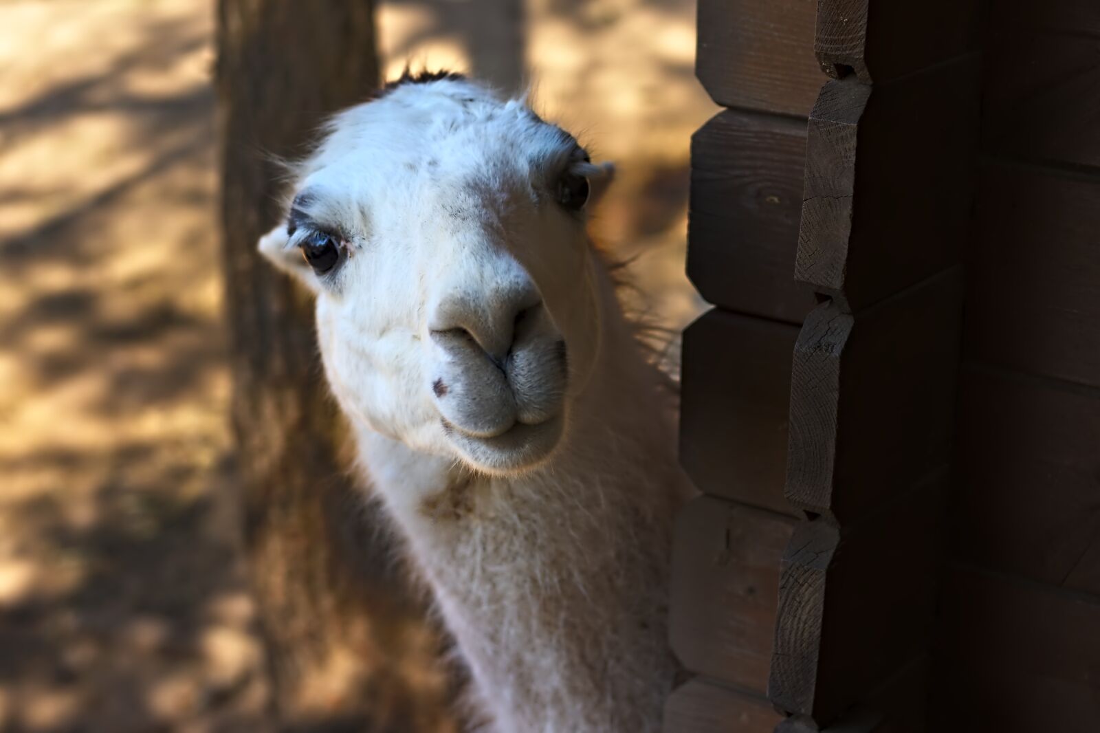 Canon EOS 800D (EOS Rebel T7i / EOS Kiss X9i) + Canon EF 50mm F1.8 STM sample photo. Lama, zoo, animal photography