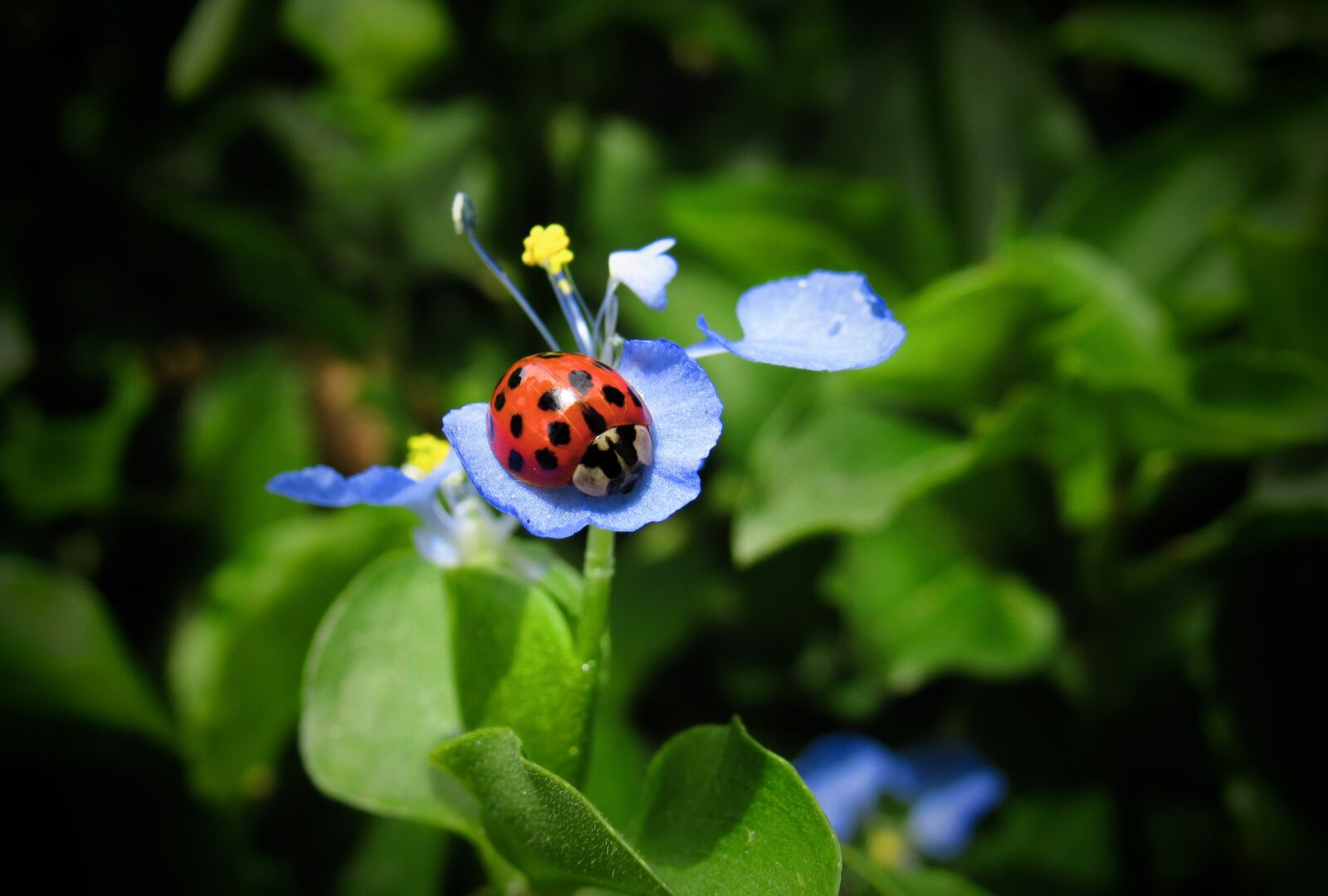 Canon PowerShot SX530 HS sample photo. Ladybug, bug, beetle photography