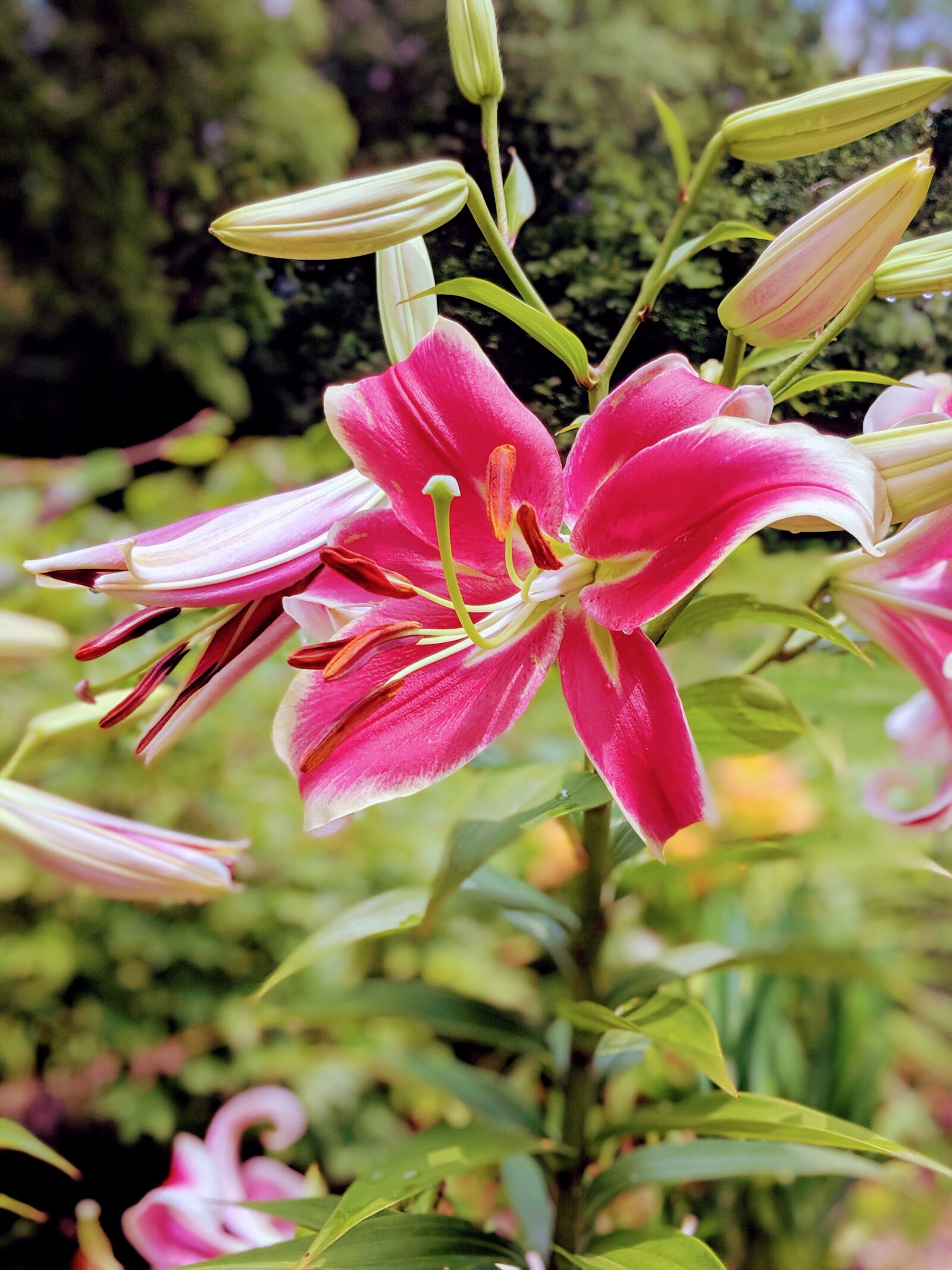 Google Pixel 2 XL sample photo. Bloom, nature, blossom photography