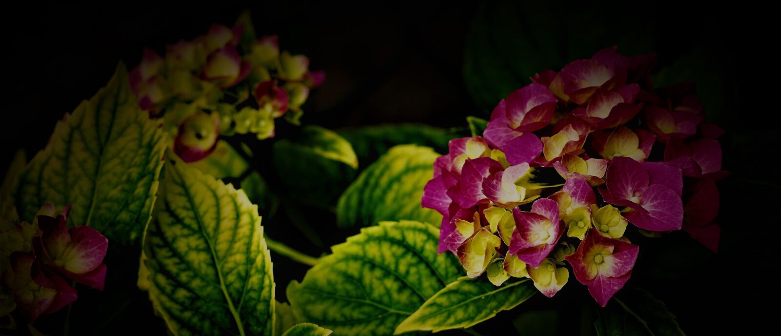 Sony a6000 + Sony E 70-350mm F4.5-6.3 G OSS sample photo. Darkness, black background, hydrangea photography