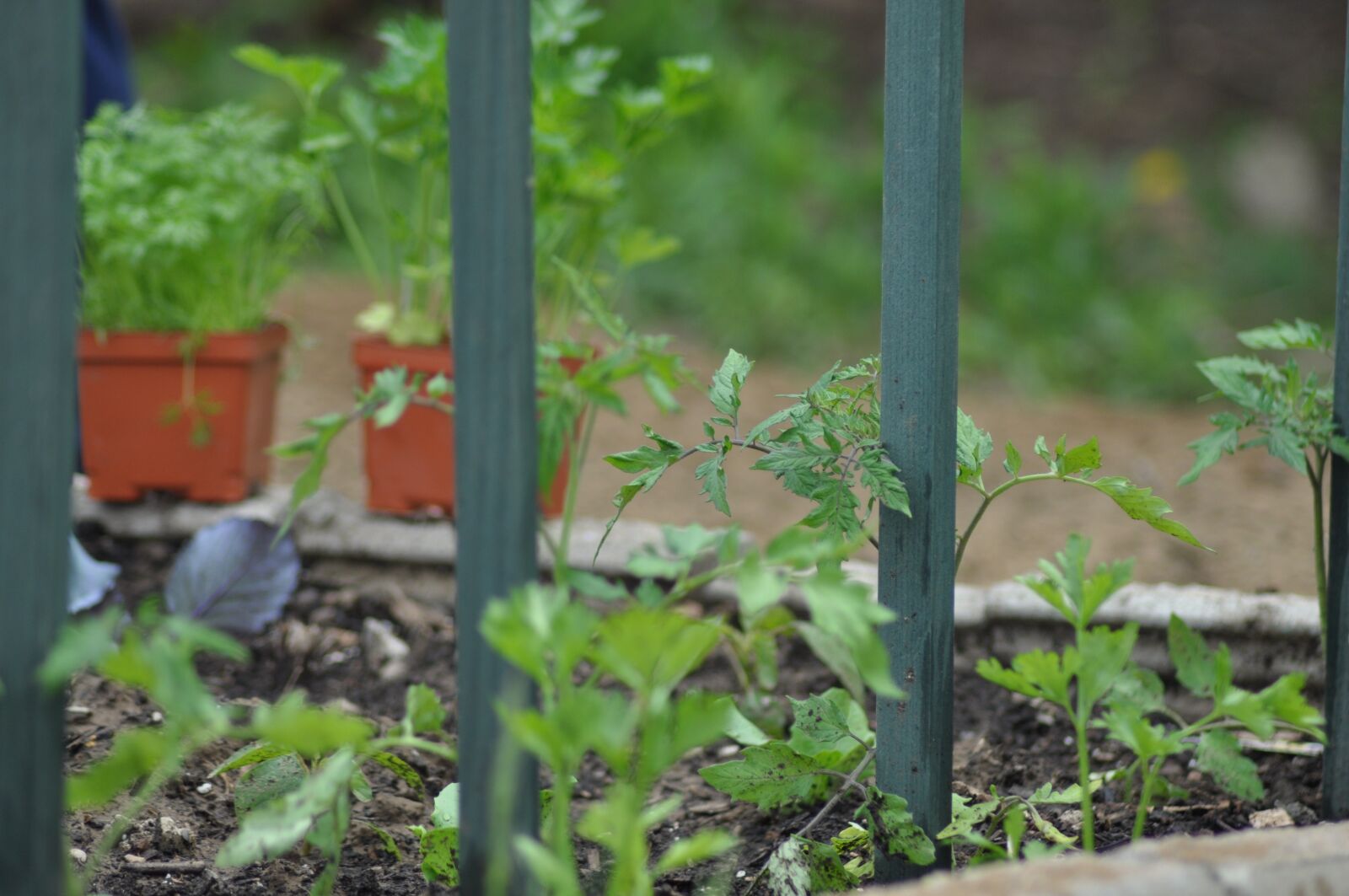 Nikon D90 sample photo. Gardening, garden, spring photography