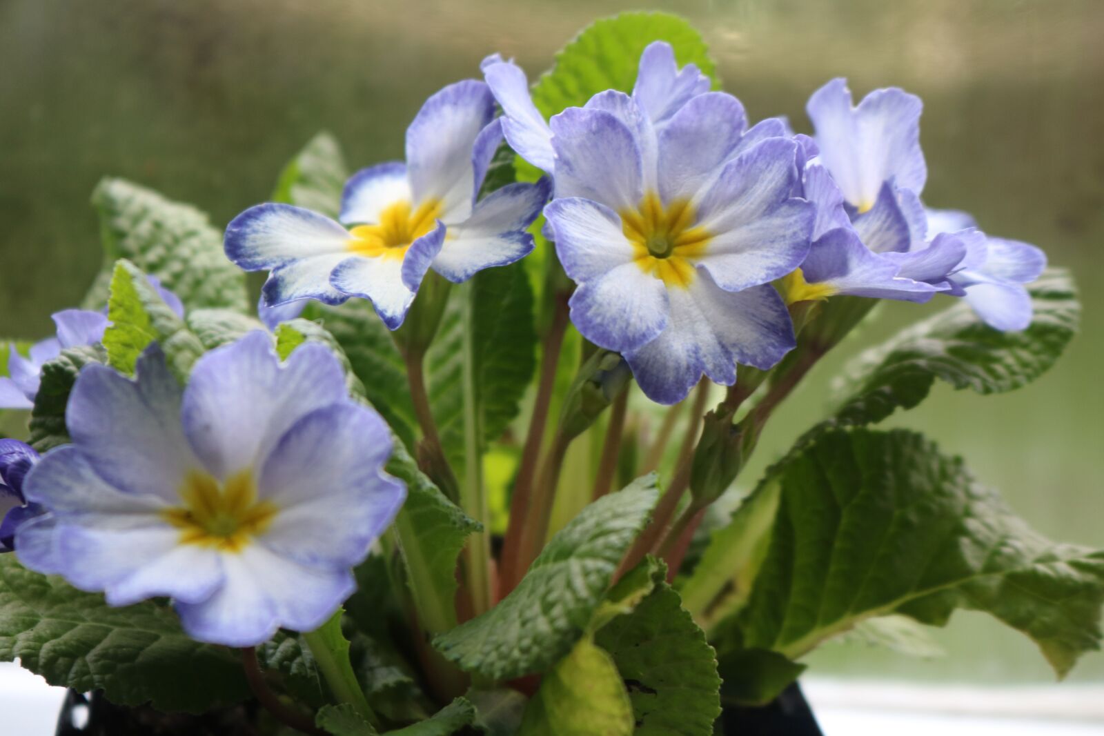 Canon EOS 750D (EOS Rebel T6i / EOS Kiss X8i) sample photo. Flower, pansy, purple photography