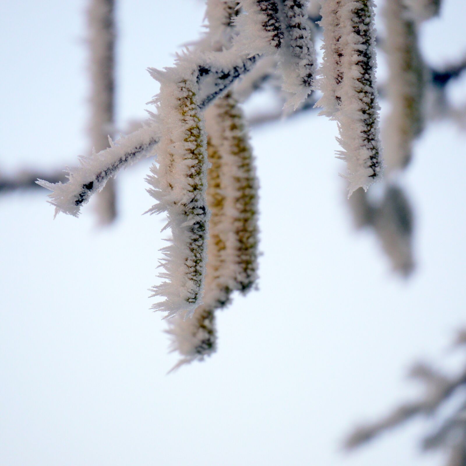 Panasonic Lumix DMC-G5 sample photo. Winter, ice, cold photography
