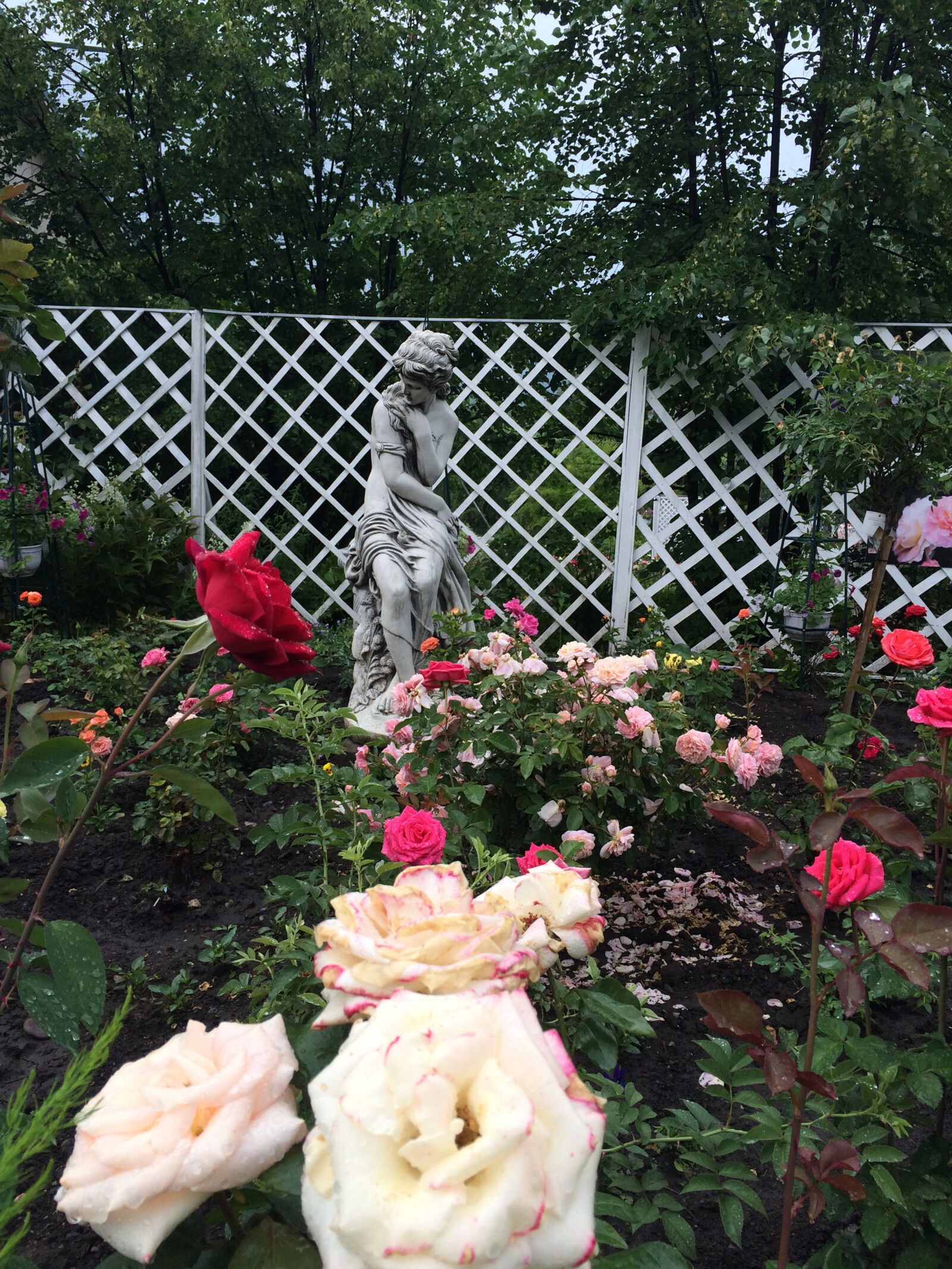 iPhone 5s back camera 4.15mm f/2.2 sample photo. Roses, flowers, garden photography