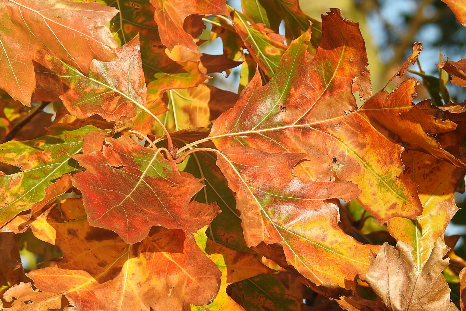 Nikon Coolpix P900 sample photo. Leaves, oak leaves, autumn photography