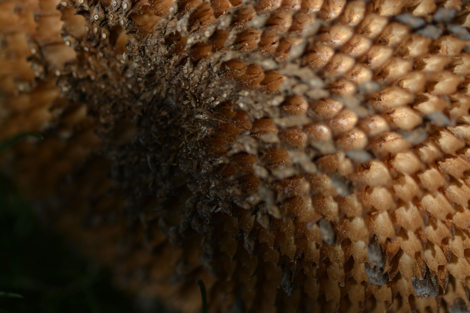 Nikon D5200 sample photo. Sunflower, macro, blossomed out photography