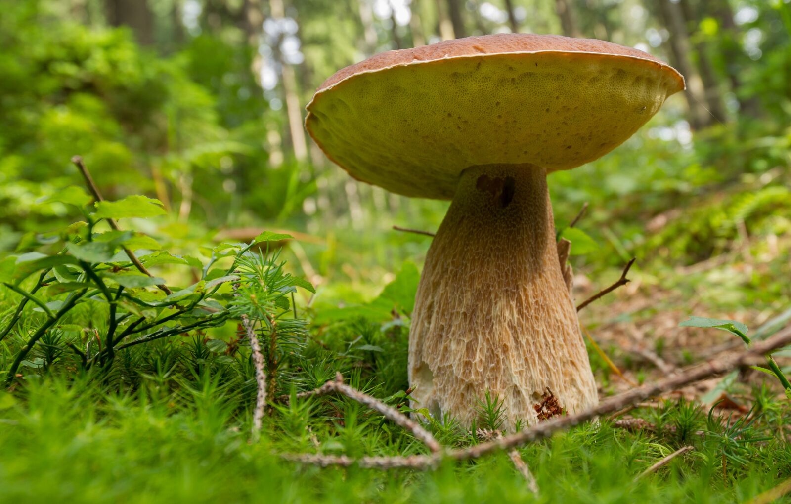 Canon EOS 7D sample photo. Mushroom, fungus, healthy photography