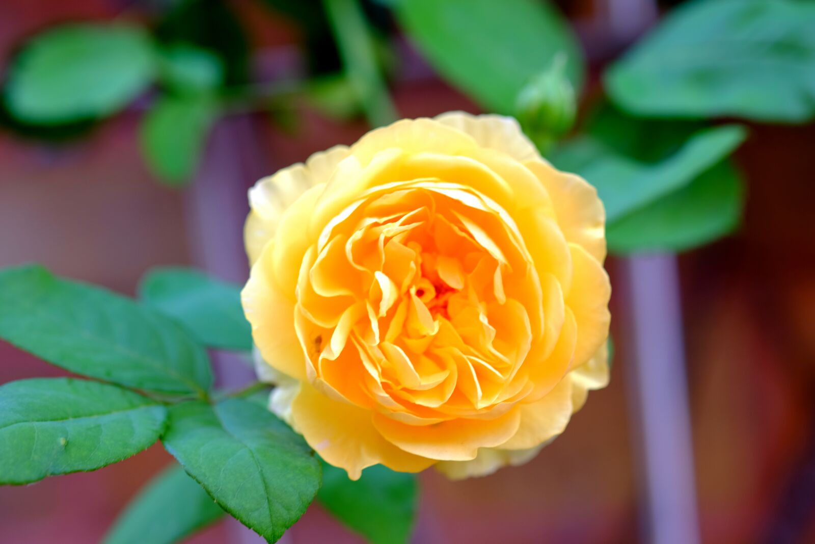 Fujifilm X-T20 sample photo. Rose, yellow, flower photography