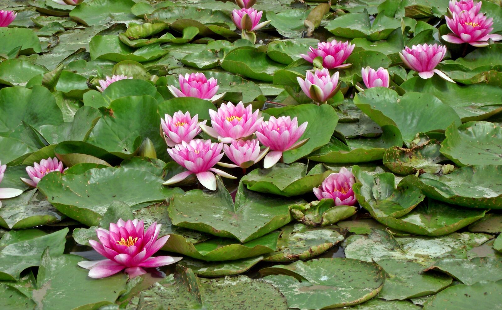FujiFilm FinePix S1600 (FinePix S1770) sample photo. Flower, water lilies, pink photography