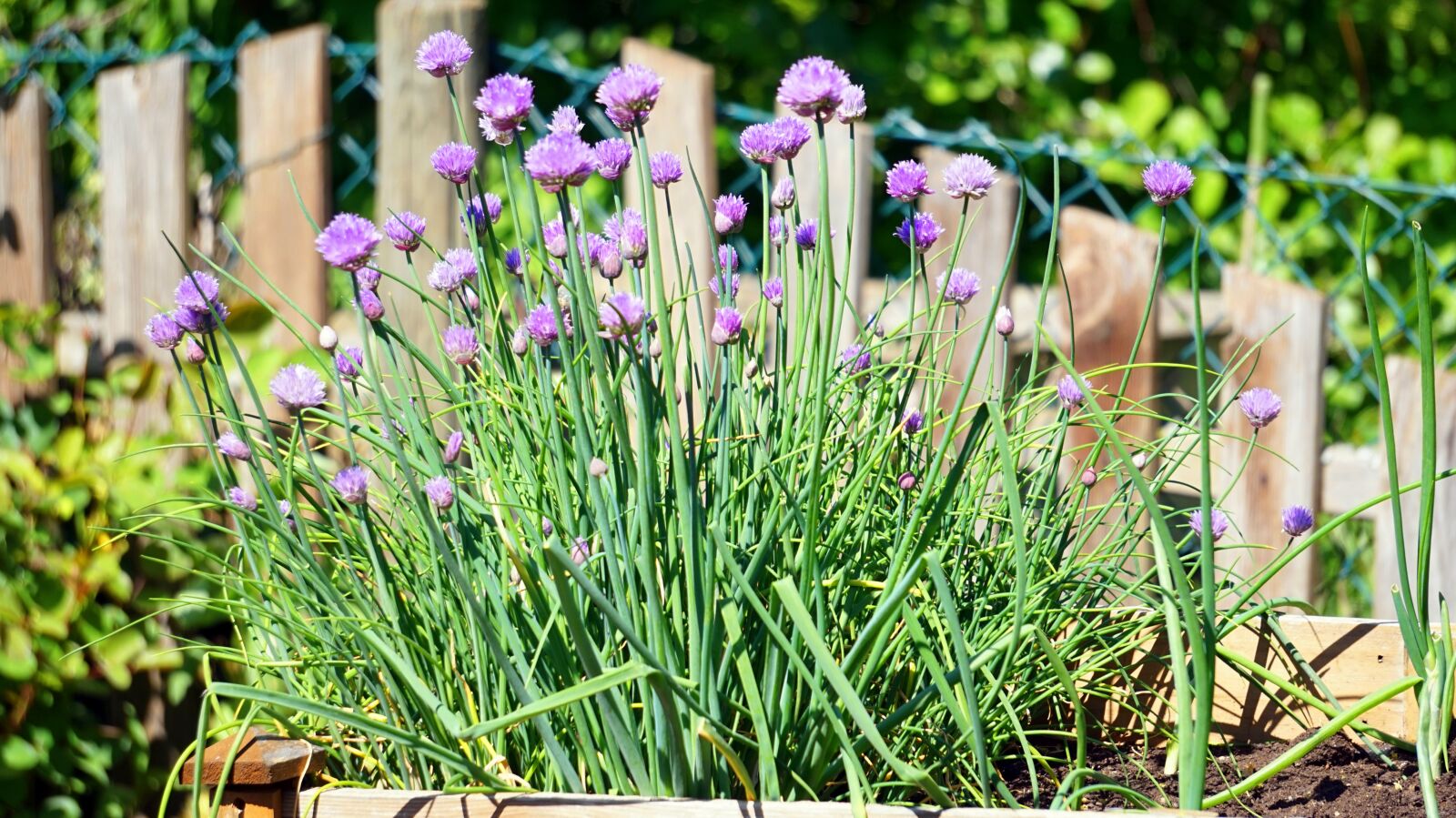 Sony Alpha a5000 (ILCE 5000) + Sony E 55-210mm F4.5-6.3 OSS sample photo. Leek, onions, flower photography