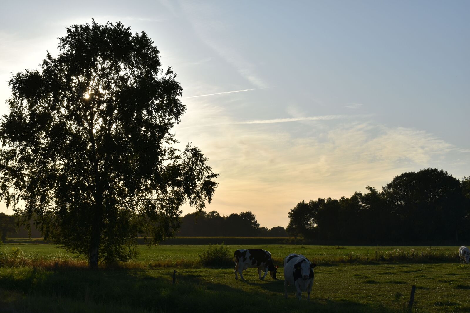 Nikon D3500 sample photo. Twilight, tree, cow photography