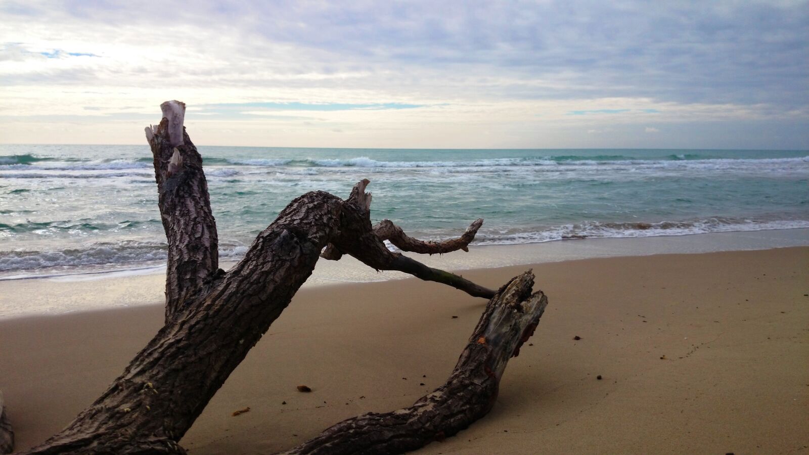 Sony Xperia Z1 sample photo. Tree, beach, sea photography