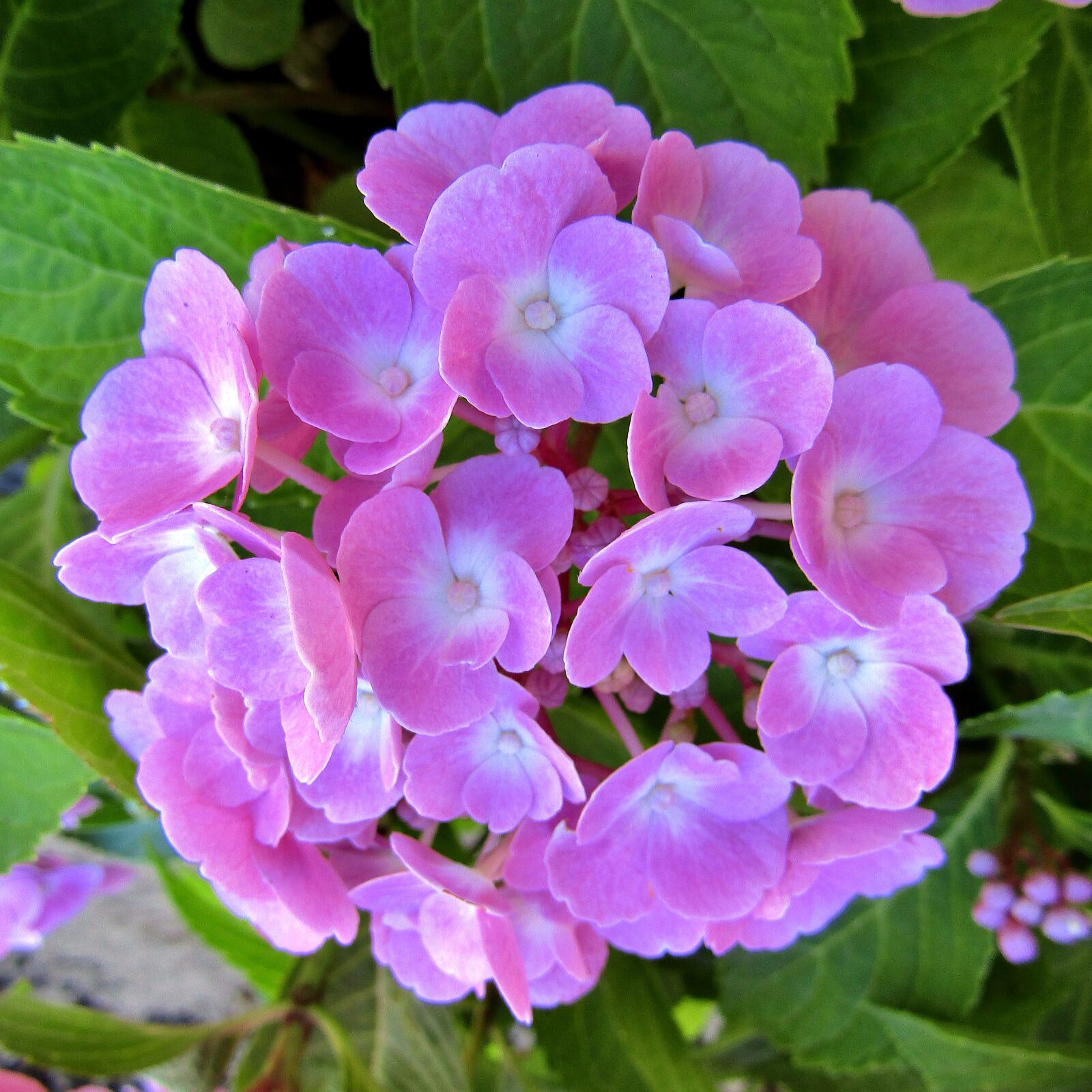 Canon POWERSHOT SX432 IS sample photo. Hydrangeas, flowers bales, flowers photography