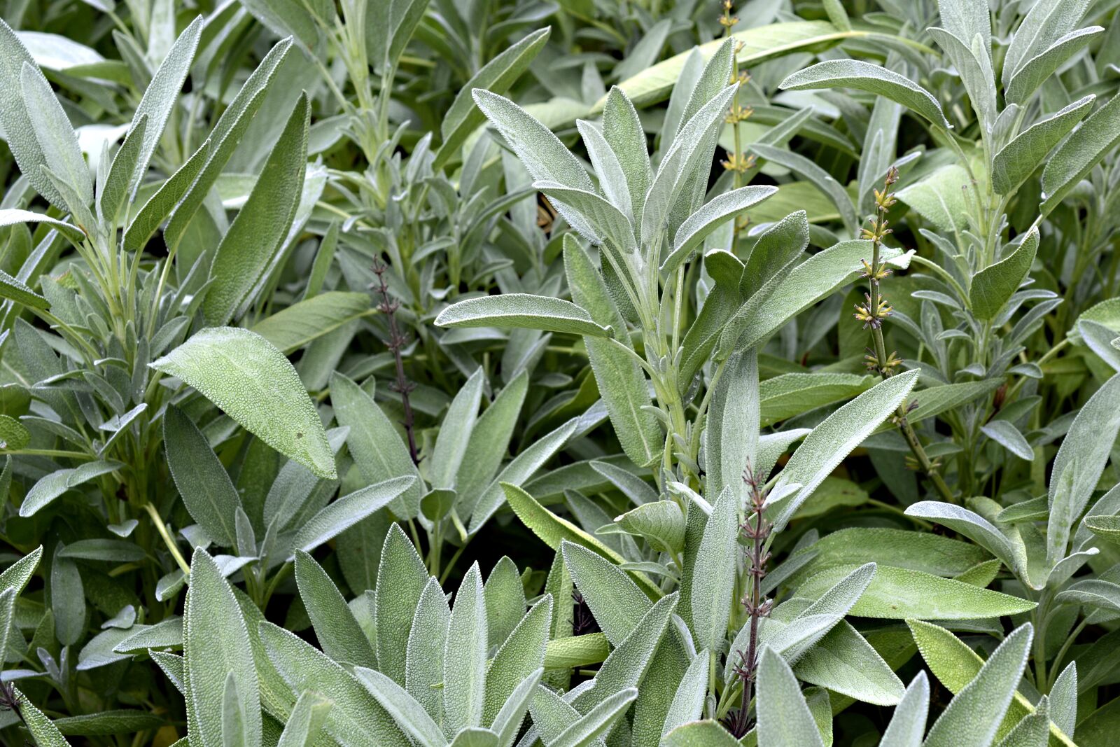 Nikon D7100 sample photo. Sage, plant, flora photography