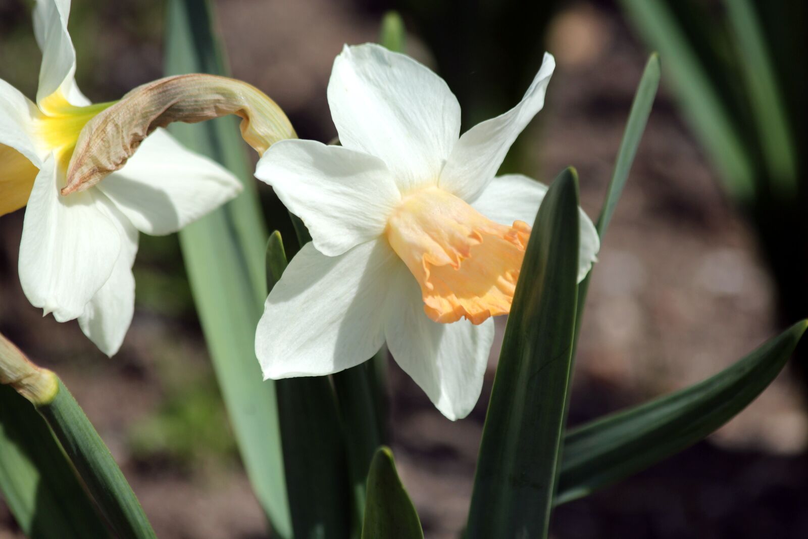 Canon EOS 650D (EOS Rebel T4i / EOS Kiss X6i) sample photo. Daffodils, flowers, narcissus photography