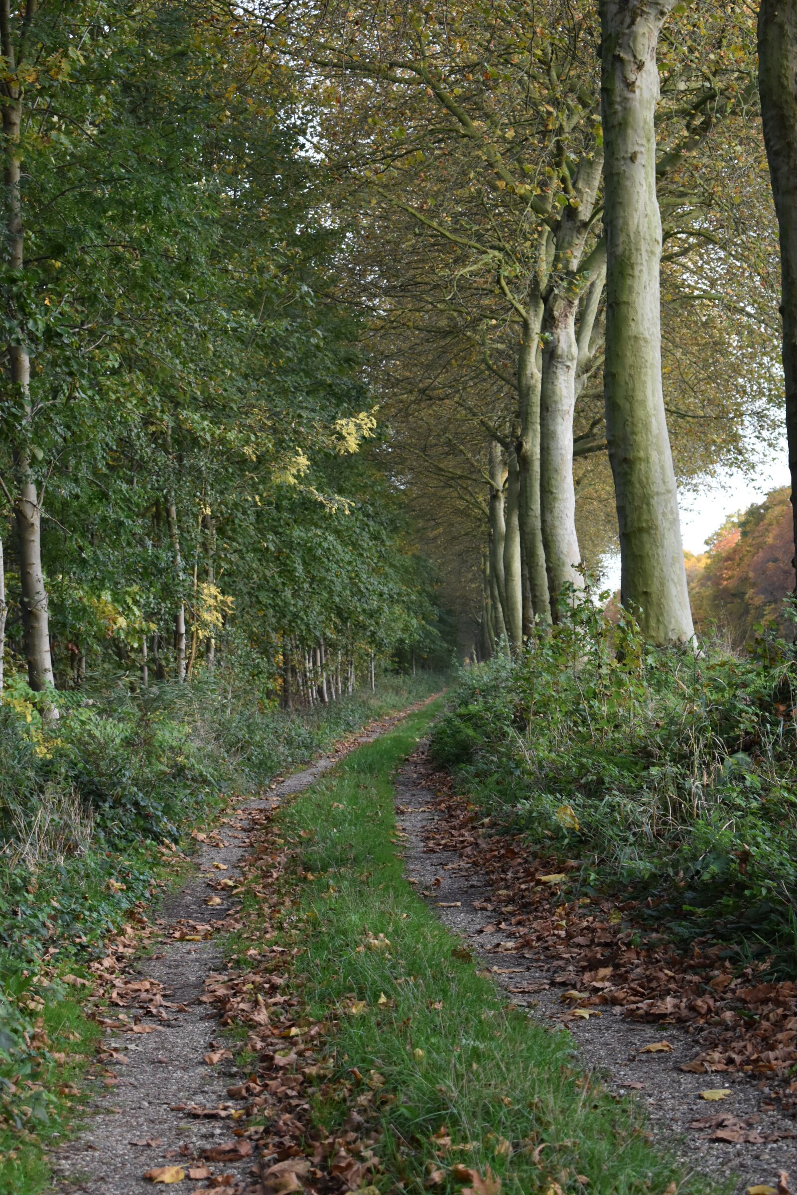 Nikon D3500 sample photo. Path, autumn, forest photography