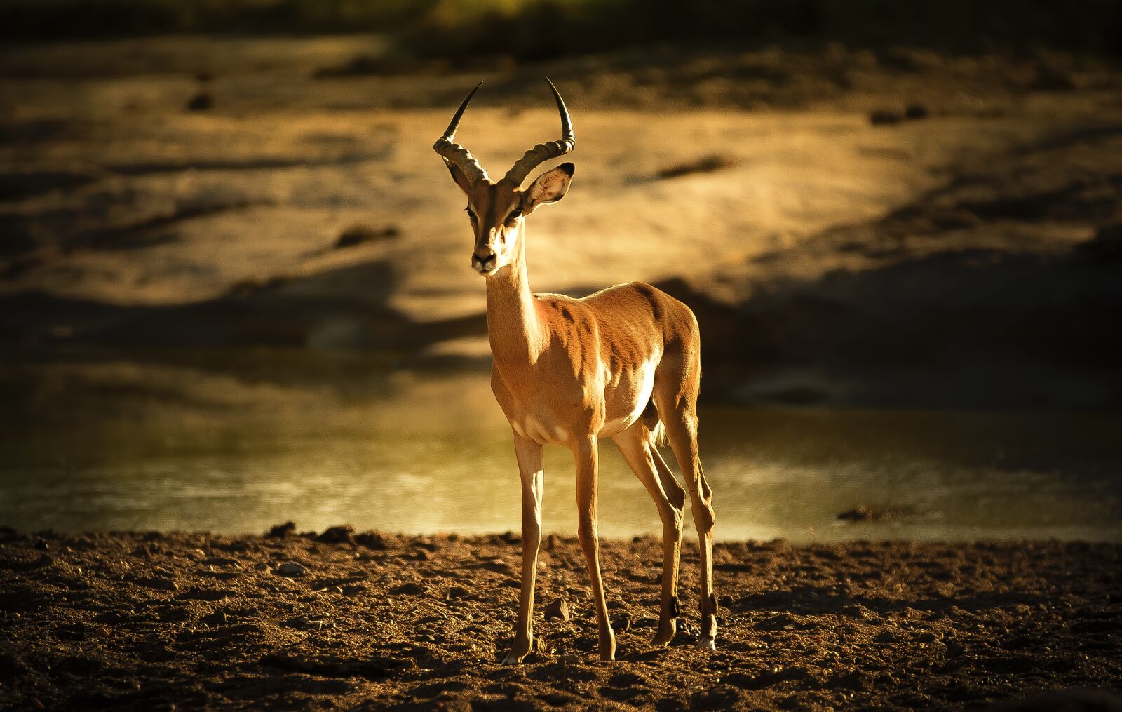 Nikon D7000 sample photo. Impala, riverbed, backlight photography