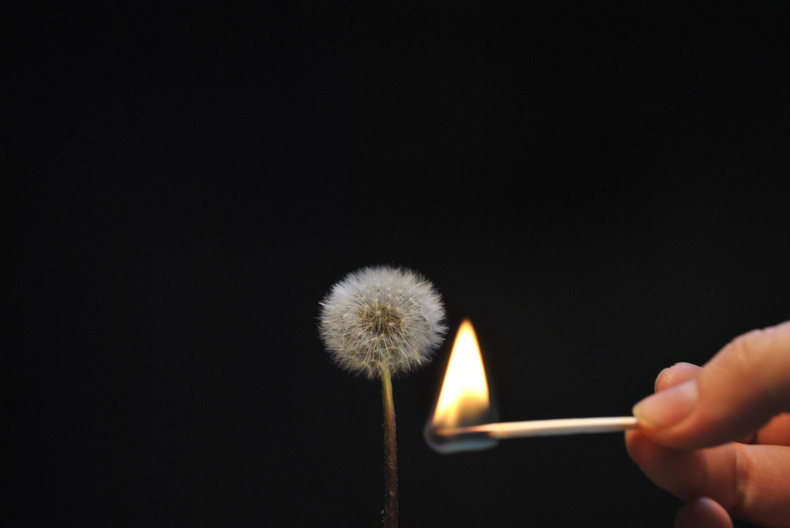 Nikon D3000 sample photo. Flower, fire, light photography