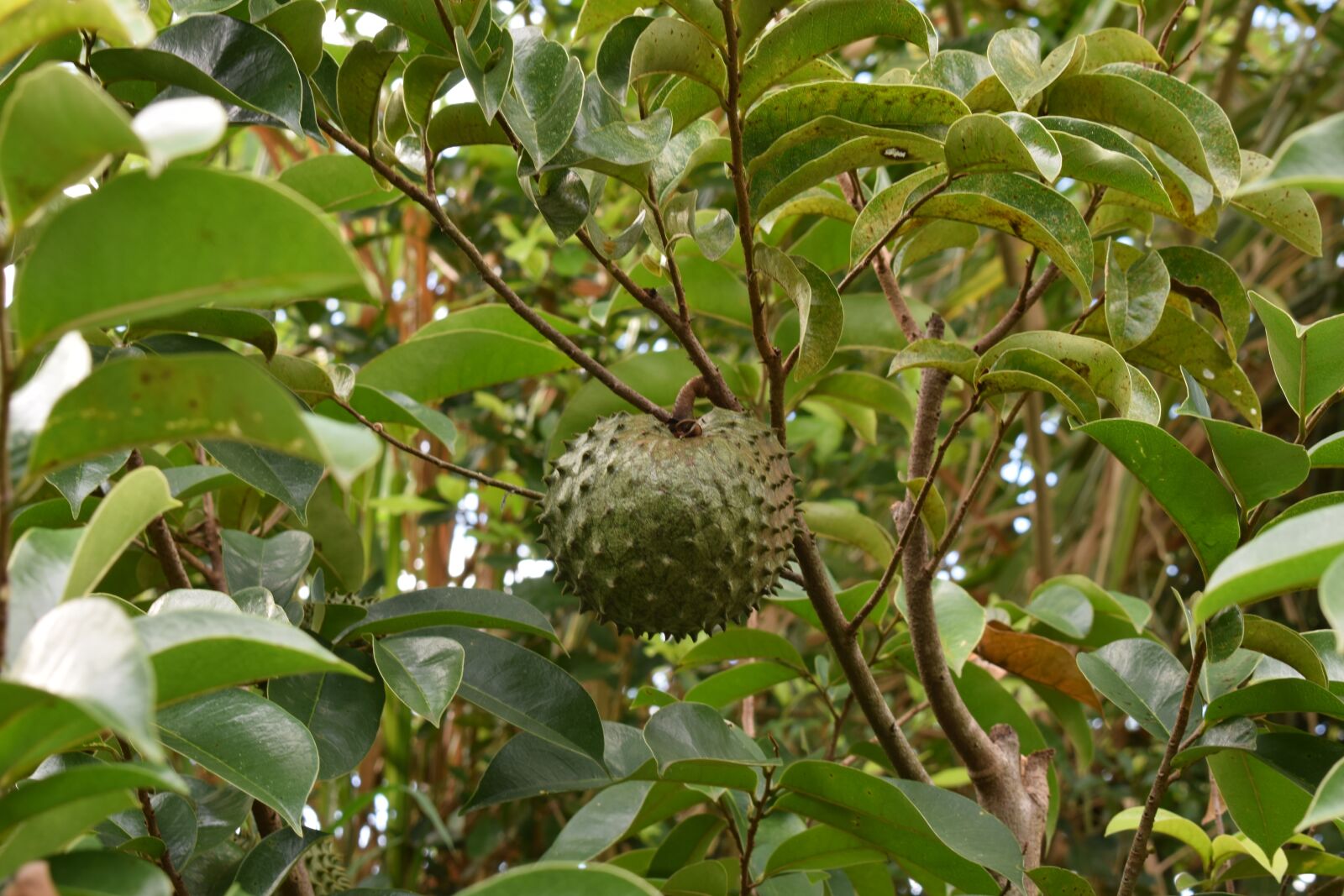 Nikon D5300 sample photo. Colombia, fruit, guanabana photography