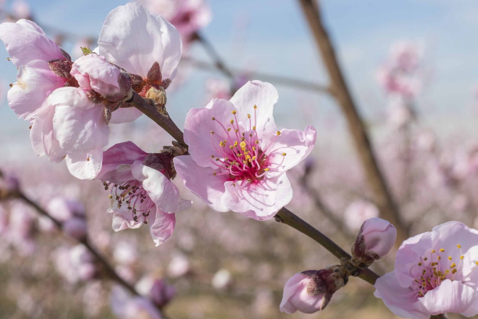 Canon EF 50mm F1.8 STM sample photo. Flowers, spring, flower photography