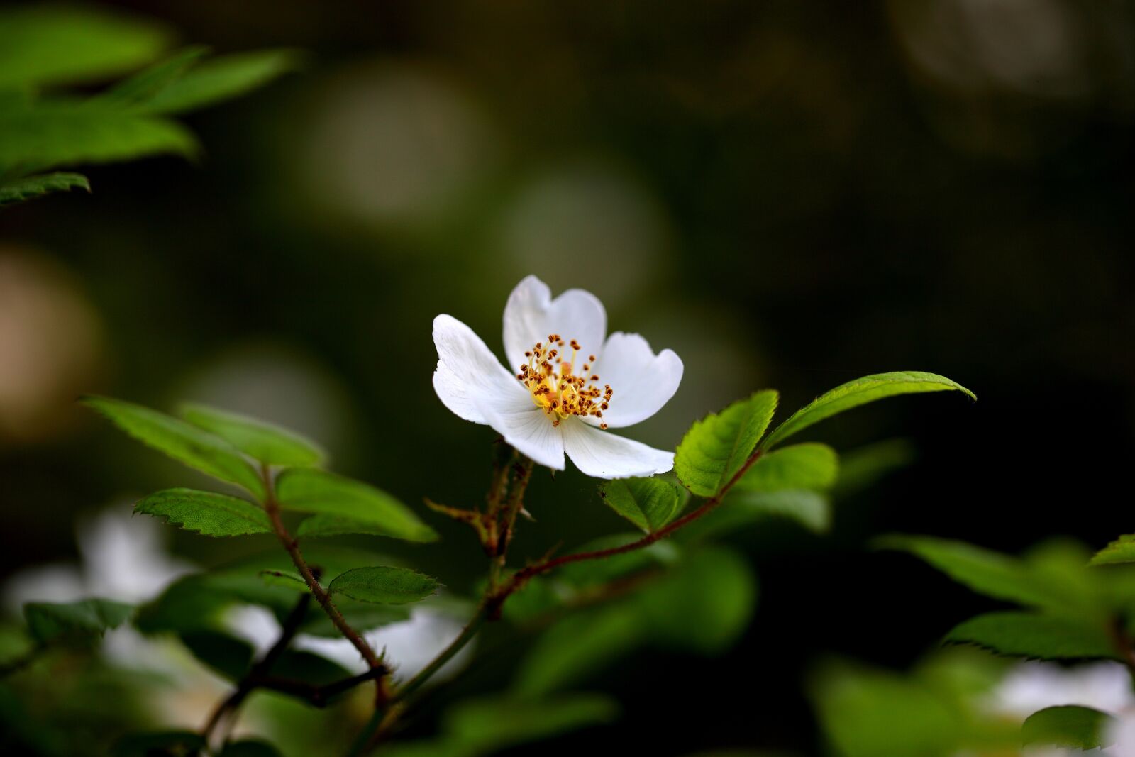 Canon EOS 5D Mark II sample photo. Nature, plants, flowers photography