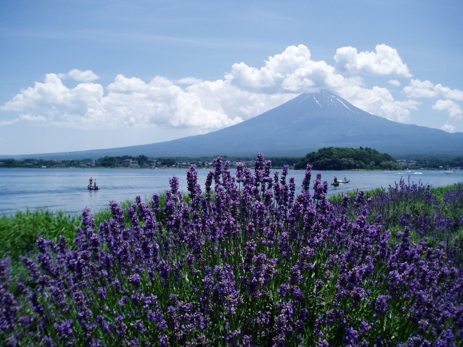 Olympus u10D,S300D,u300D sample photo. Mt fuji, lavender, lake photography