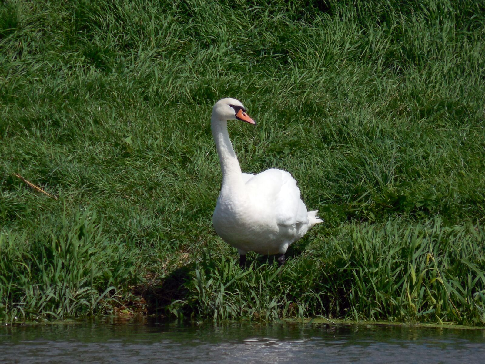 Nikon COOLPIX L620 sample photo. Swan, bird, water bird photography