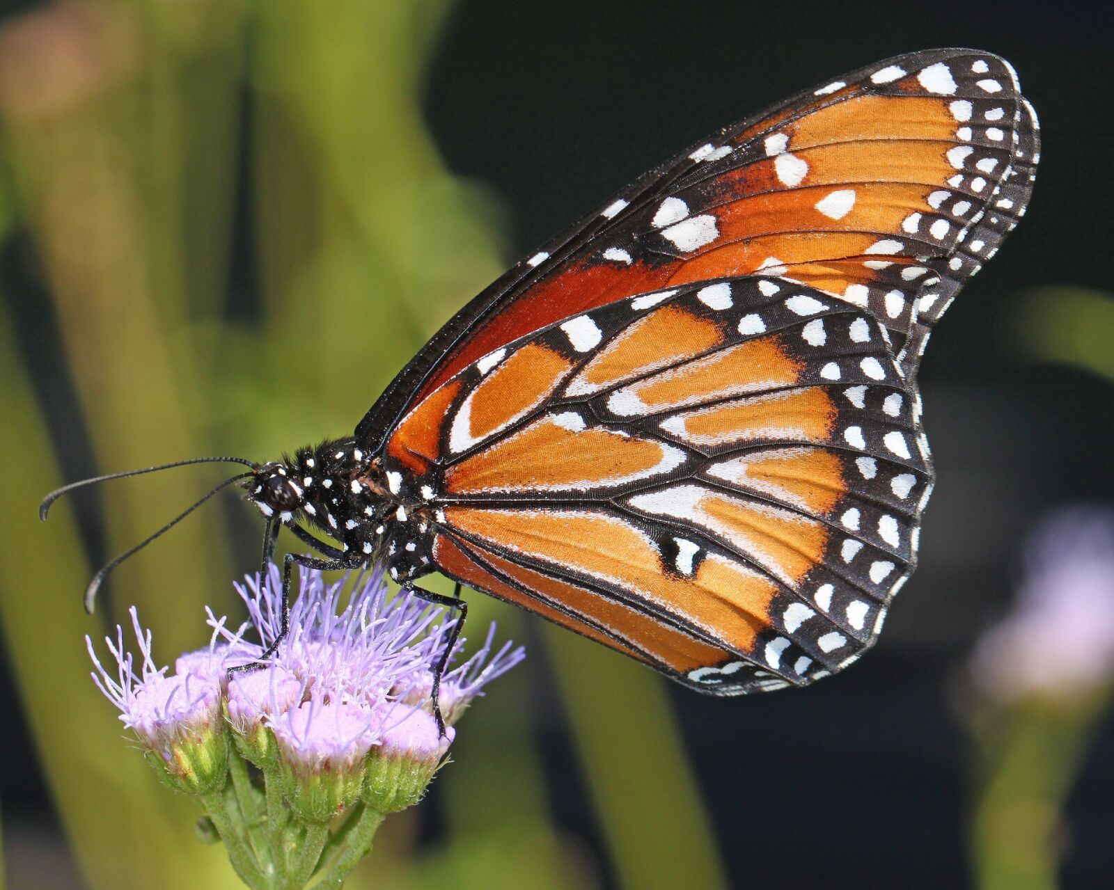 Canon EOS 500D (EOS Rebel T1i / EOS Kiss X3) sample photo. Monarch butterfly, flower, blossom photography
