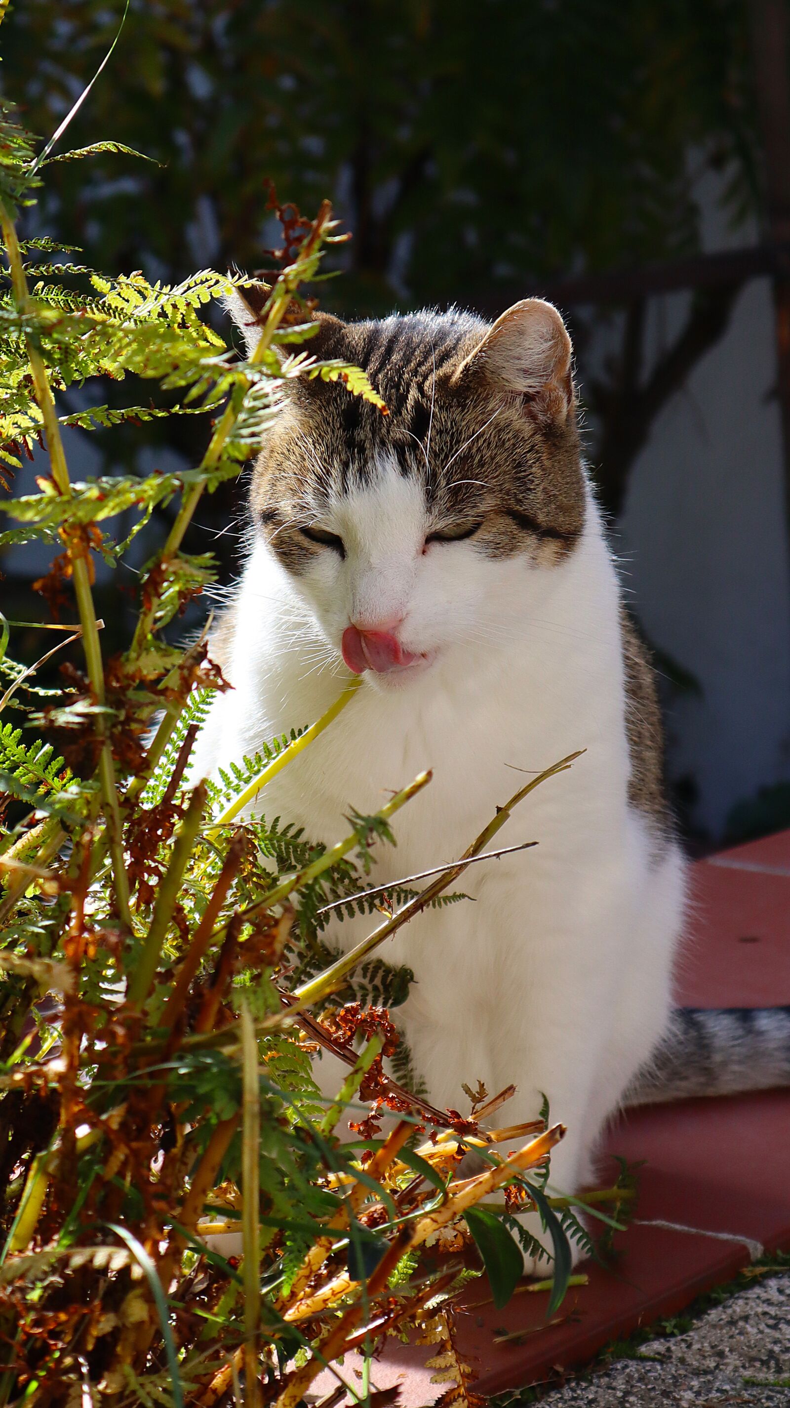 Canon EF-M 15-45mm F3.5-6.3 IS STM sample photo. Cat, pet, domestic cat photography