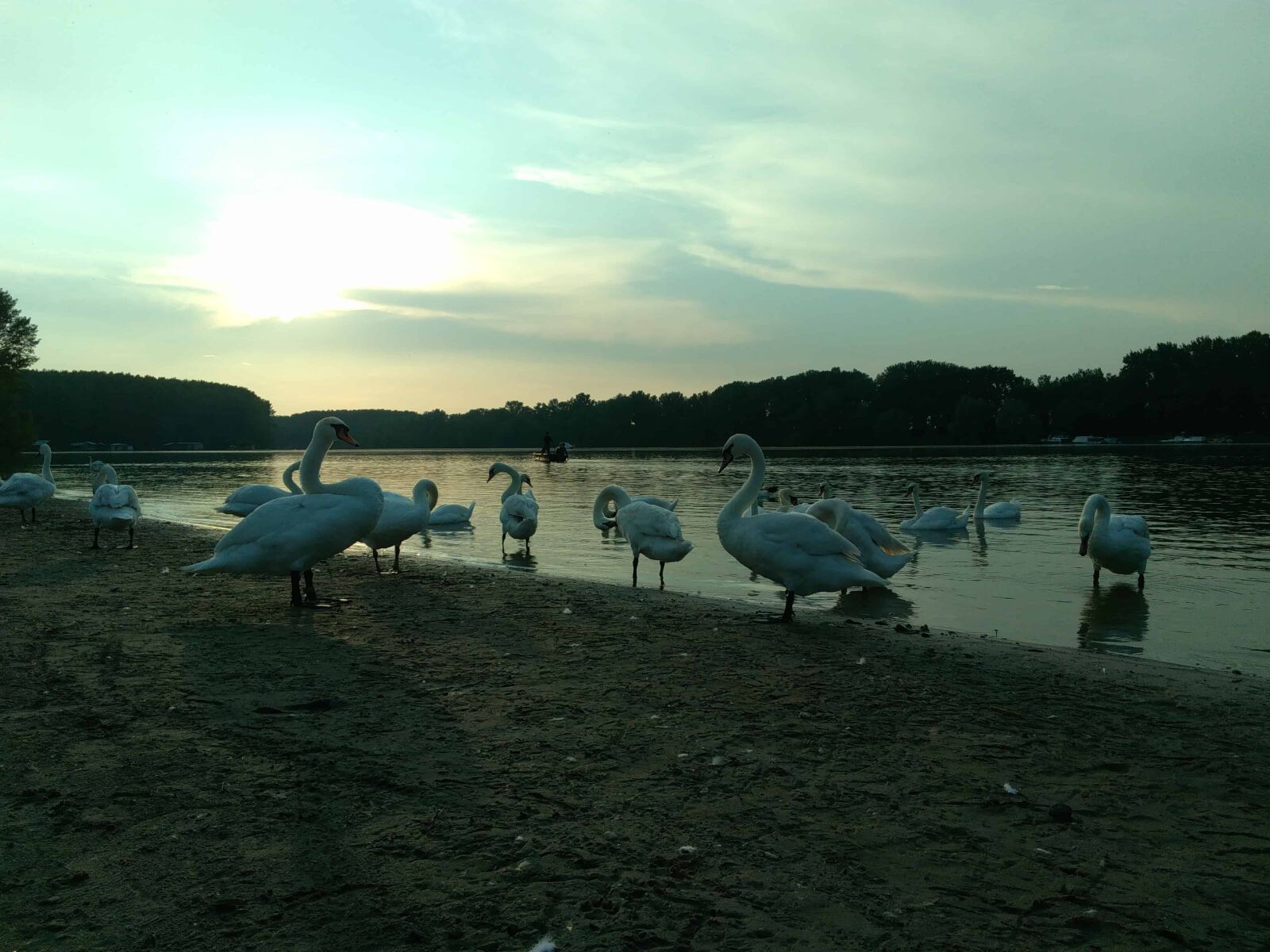 Lenovo S60-A sample photo. Bird, lake, swan, water photography