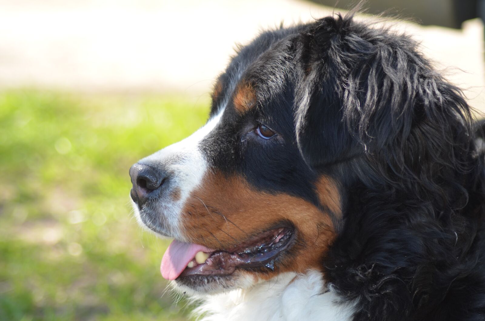 Nikon D5100 sample photo. Bernese mountain dog, dog photography