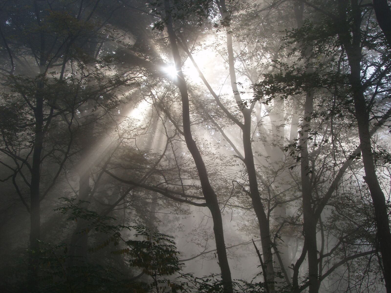 Olympus X-3,C-60Z sample photo. Forest, light, lighting photography