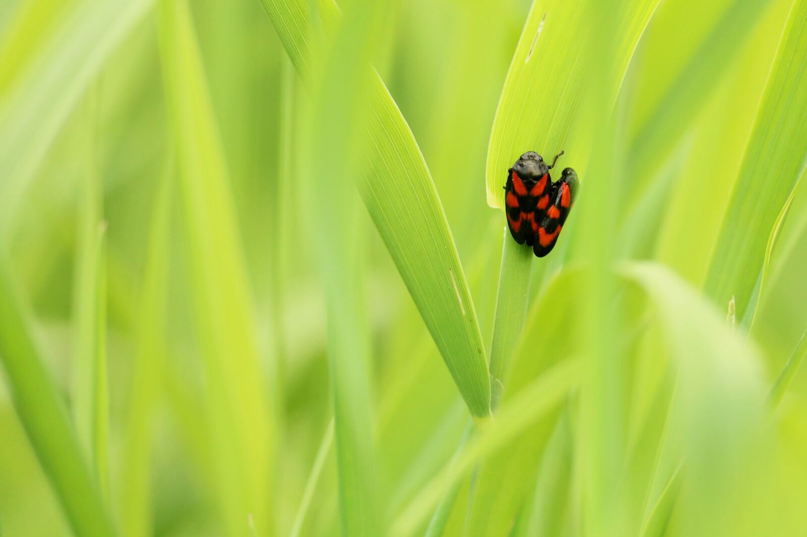Canon EOS 750D (EOS Rebel T6i / EOS Kiss X8i) sample photo. Beetle, pairing, insect photography