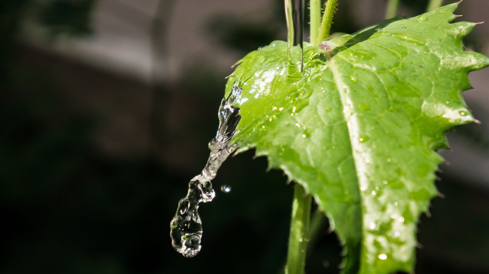 Sony Alpha NEX-5R + Sony E 18-55mm F3.5-5.6 OSS sample photo. Leaf, water, nature photography