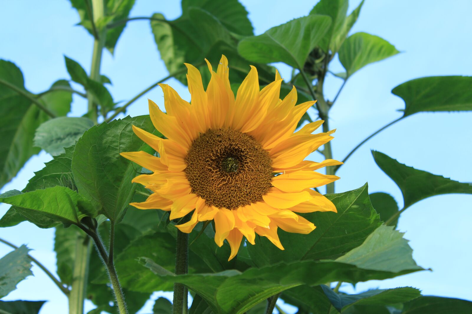 Canon EOS 1200D (EOS Rebel T5 / EOS Kiss X70 / EOS Hi) sample photo. Sunflower, summer, yellow photography
