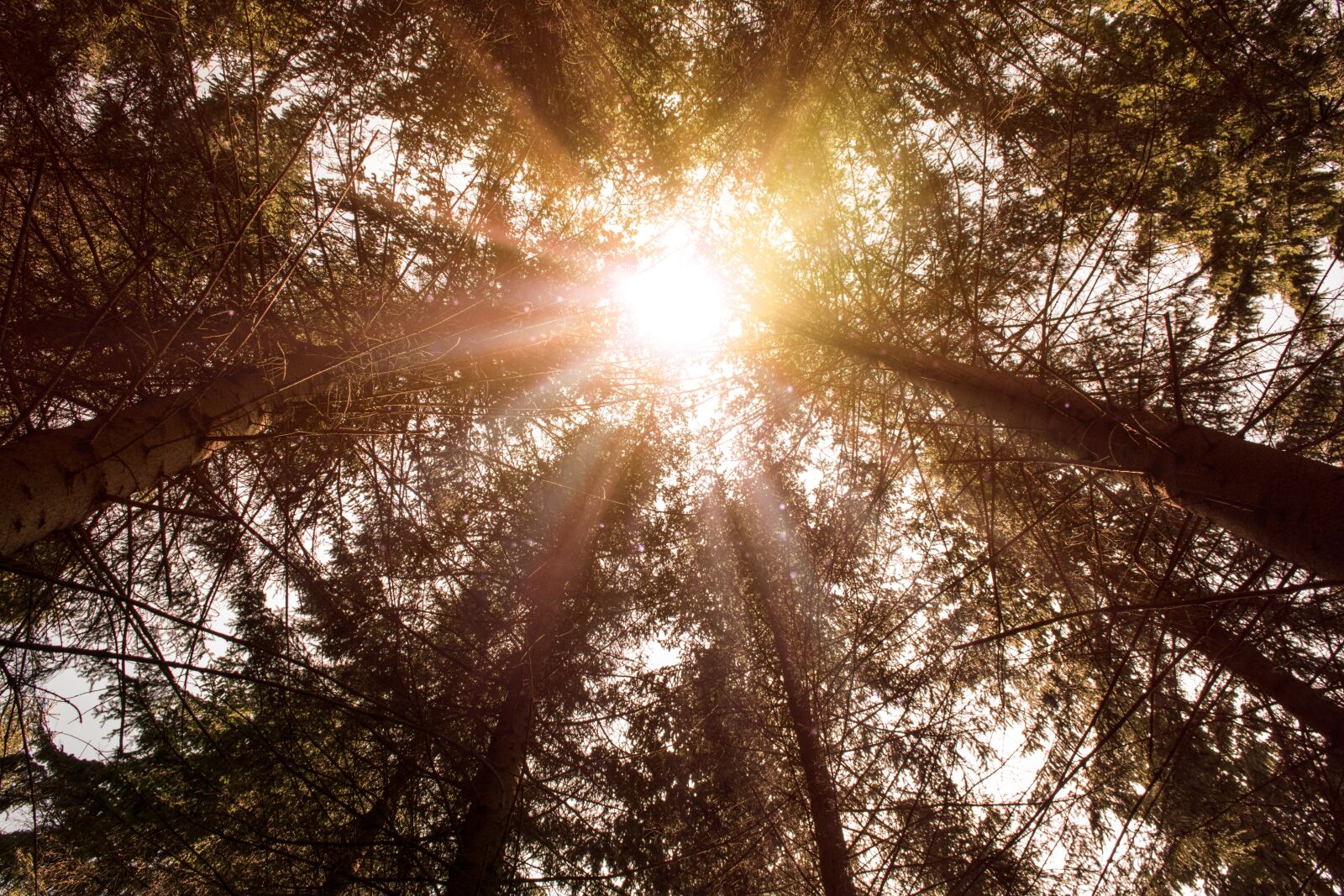 Canon EOS 750D (EOS Rebel T6i / EOS Kiss X8i) sample photo. Nature, sun, tree photography