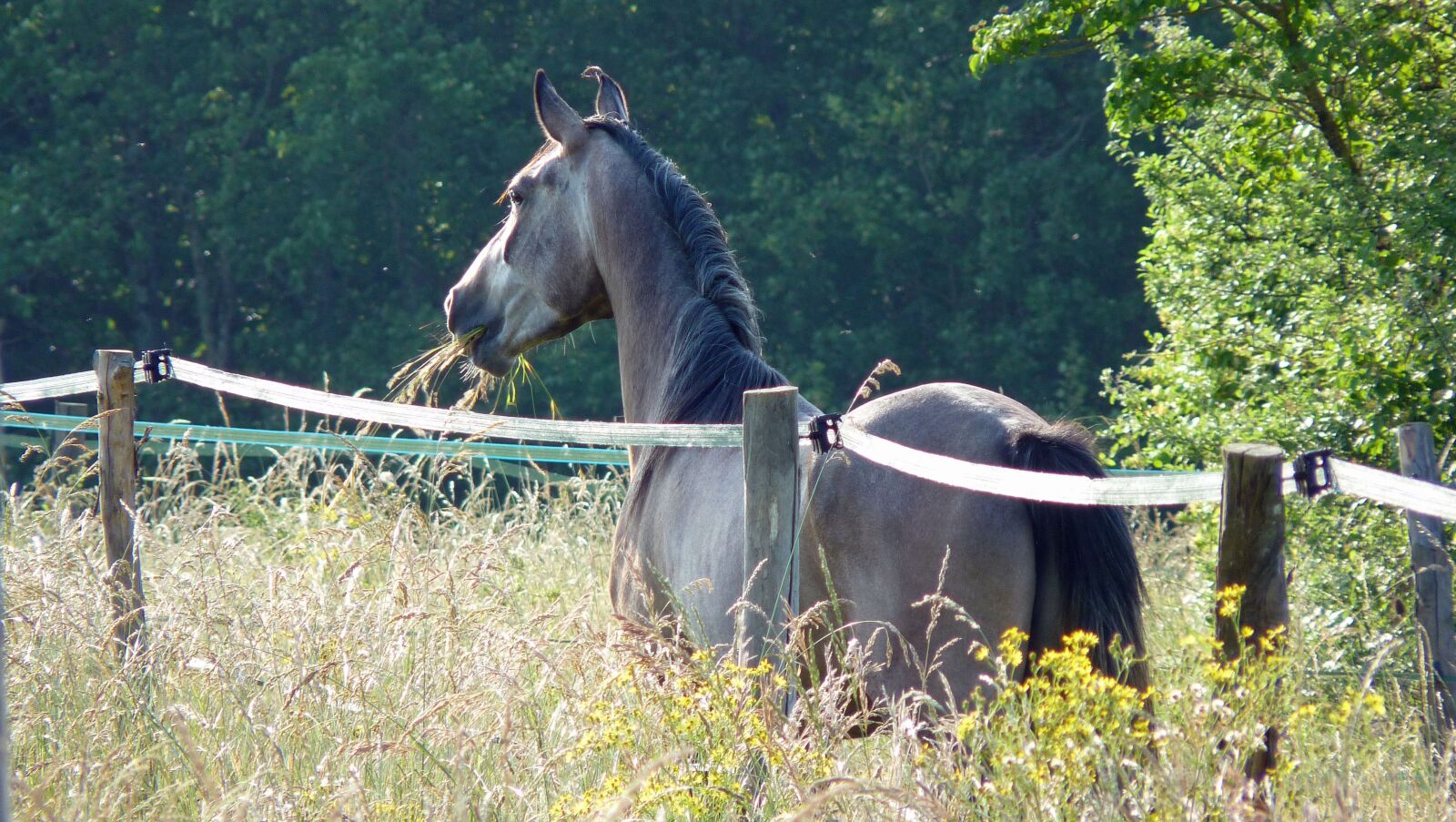 Panasonic Lumix DMC-FZ35 (Lumix DMC-FZ38) sample photo. Horse, pure arab blood photography