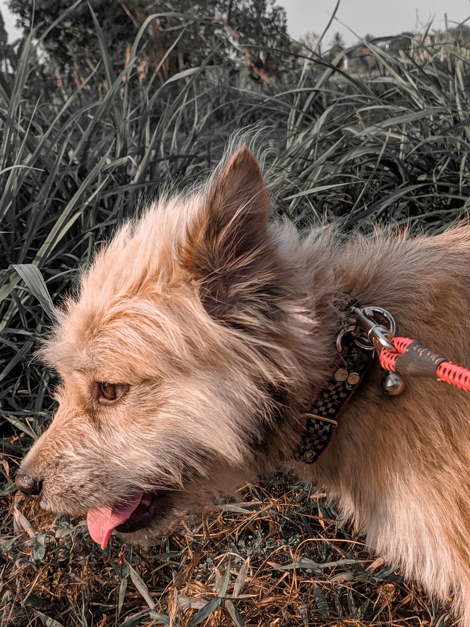 Xiaomi Redmi Note 7 sample photo. Dog, pet, animal photography