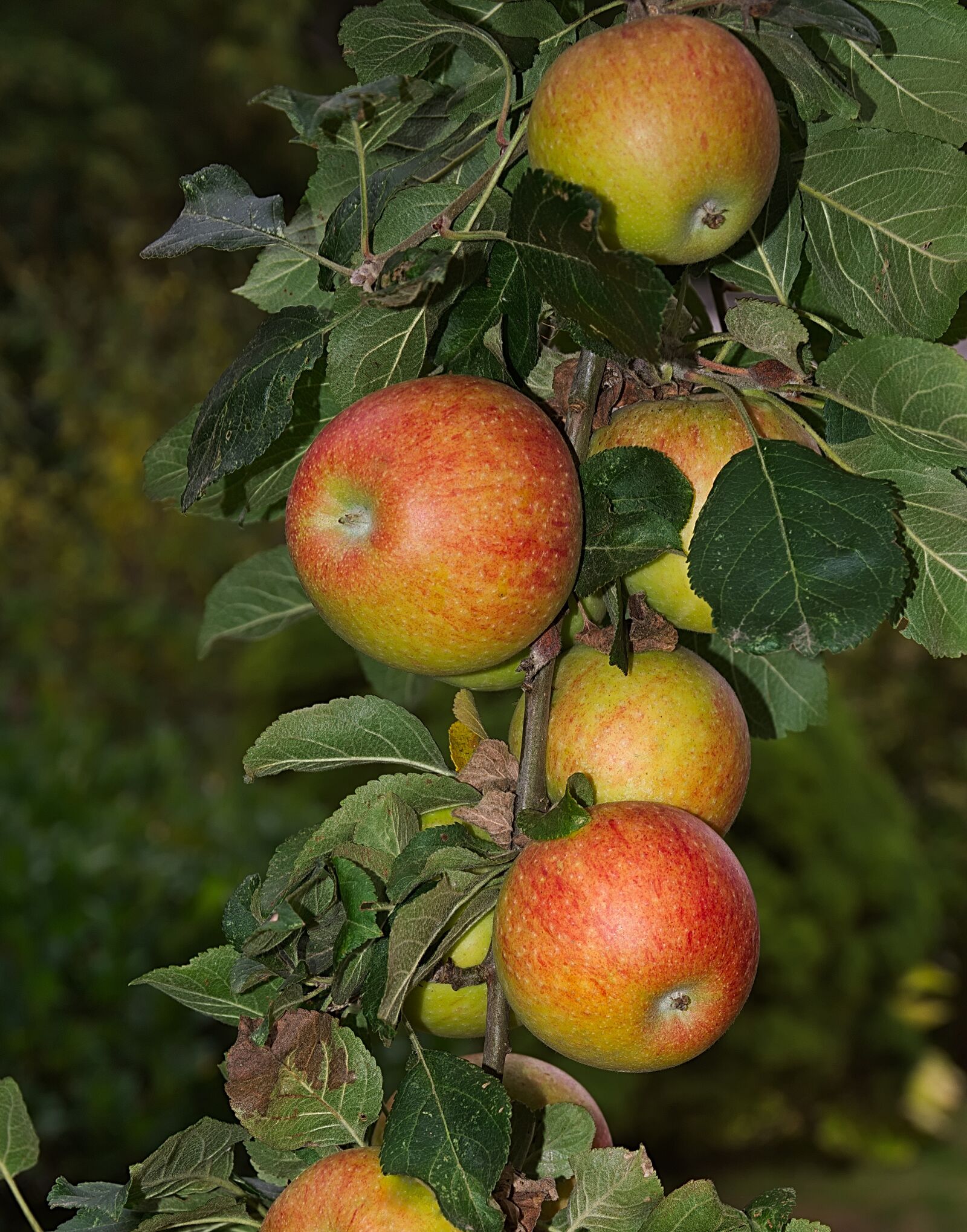 Nikon D3300 sample photo. Apple, branch, apple tree photography