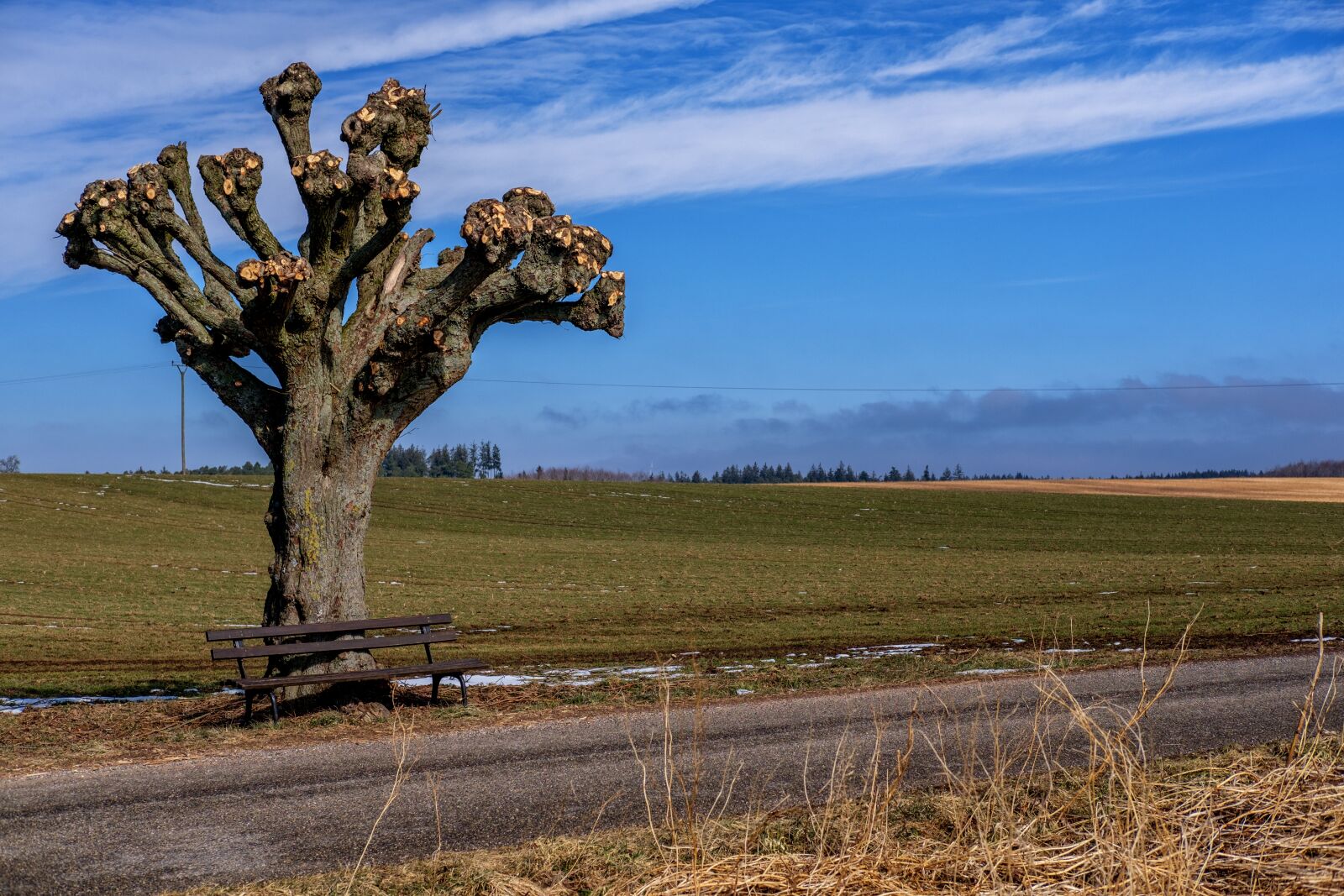 Fujifilm X-T2 + Fujifilm XF 35mm F2 R WR sample photo. Tree, aesthetic, kahl photography