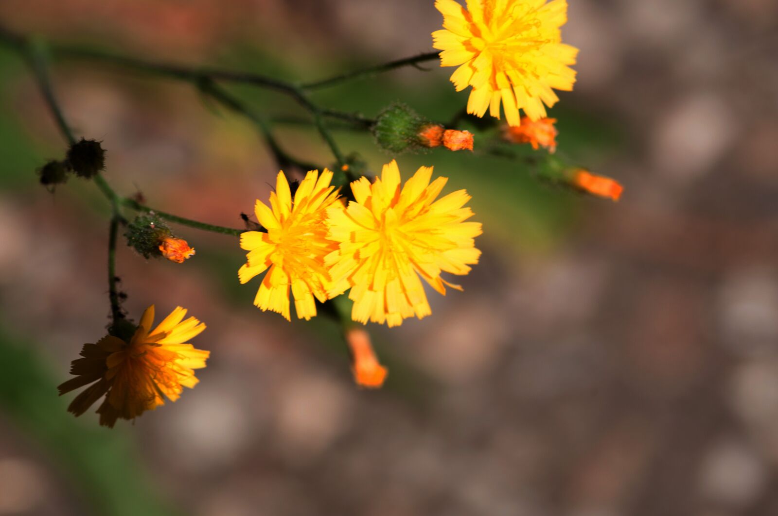 Nikon D5000 sample photo. Flower, nature, plant photography
